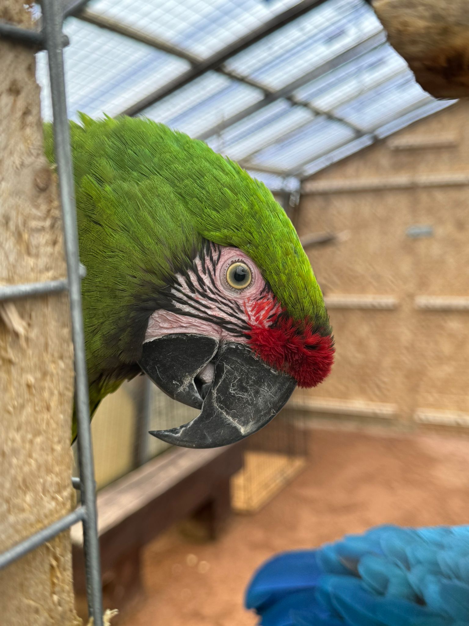 A participant caring for an animal at Areterra